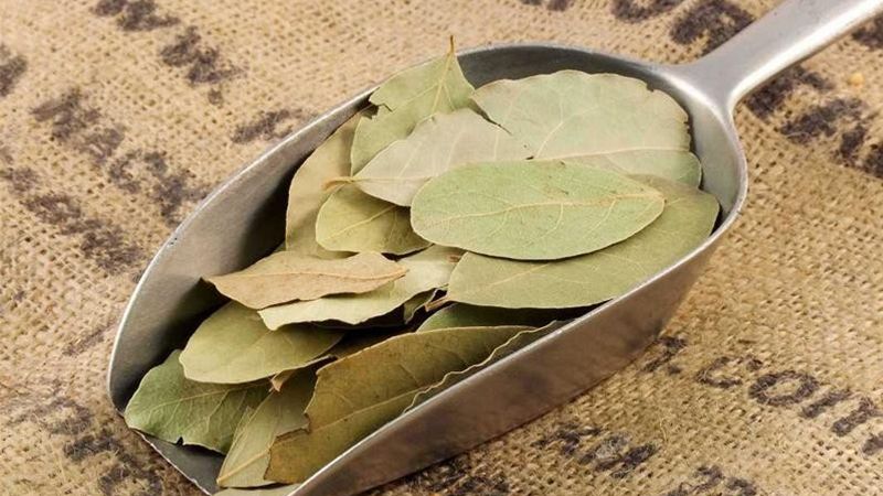 Gia công bột lá nguyệt quế 1 bột lá nguyệt quế