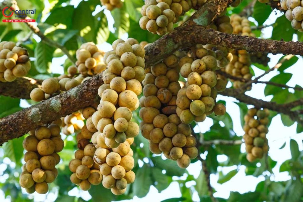 Dịch vụ sấy dâu da đất