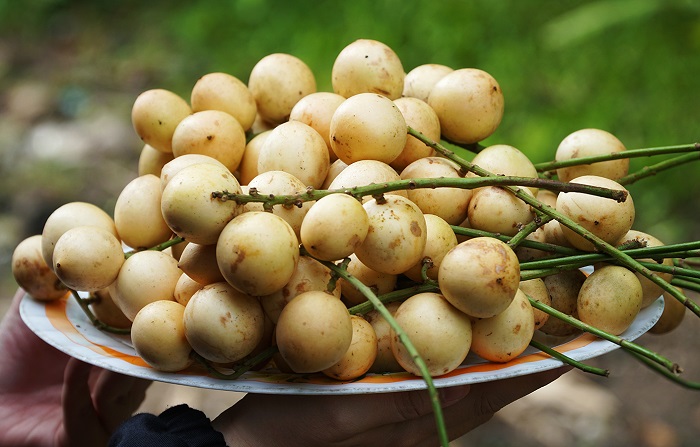 Dịch vụ sấy dâu hạ châu