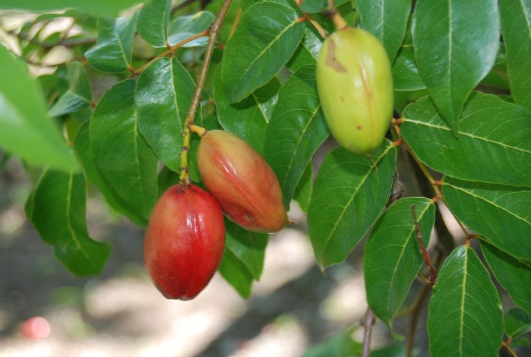 Trái gắm