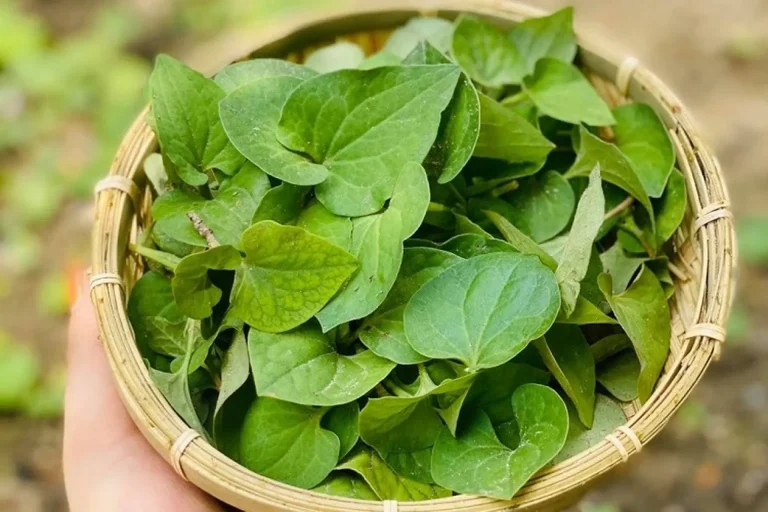 Gia công trà diếp cá