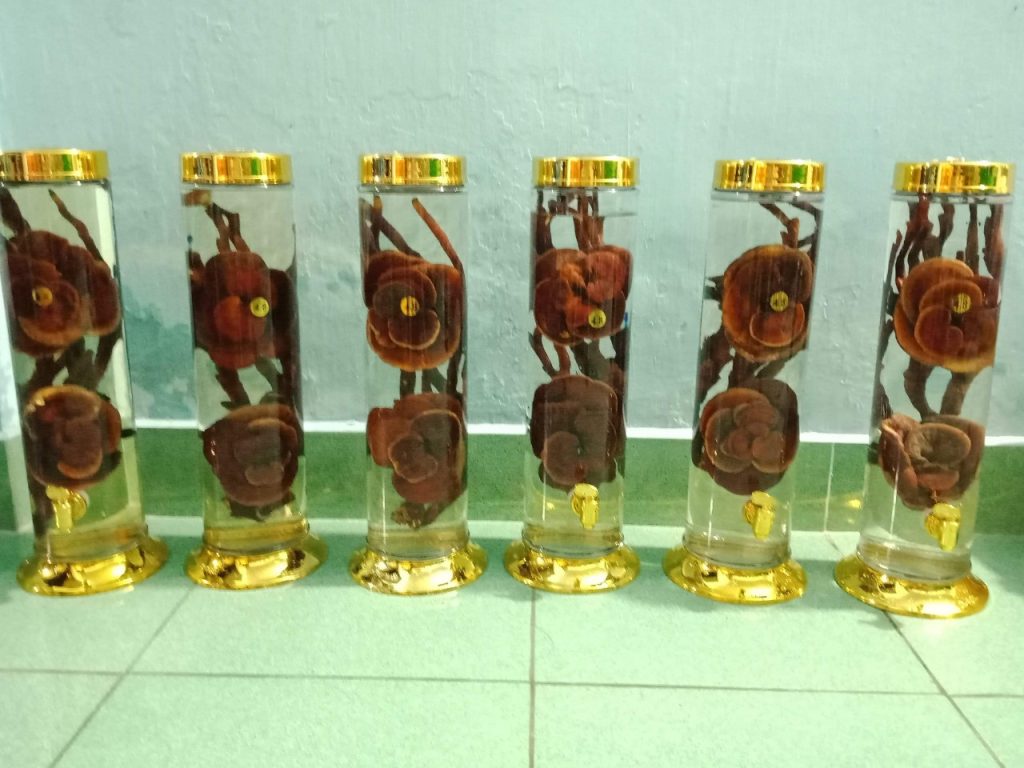 Gia công rượu nấm lim xanh