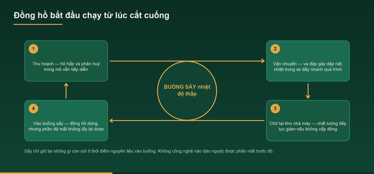 Gia công nấm nguyên liệu – Dịch vụ cung cấp theo bộ chỉ tiêu 2 Sơ đồ đồng hồ sau thu hoạch trong dịch vụ gia công nấm nguyên liệu
