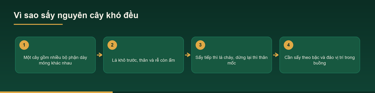 Sơ đồ vì sao sấy khó đều khi gia công dược liệu nguyên cây