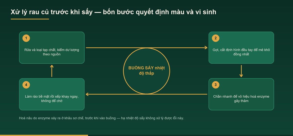 Gia công sấy rau củ – Dịch vụ sấy rau củ giữ màu tự nhiên 1 Sơ đồ bốn bước xử lý rau củ trước khi sấy rau củ để giữ màu